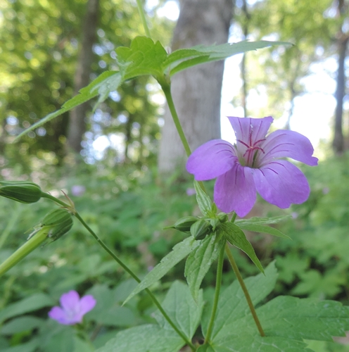 Geranium nodosum